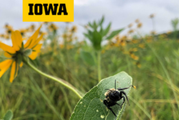 a photo for UI Bio Blitz