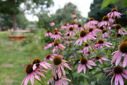 coneflowers at Wetherby gardens