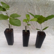 seedlings