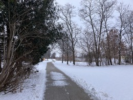 Sycamore Greenway in winter