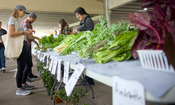 Farmer's Market