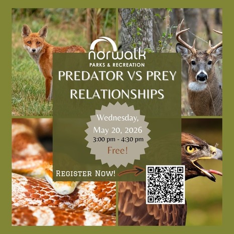 predator vs prey