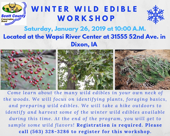 Winter Wild Edible 19