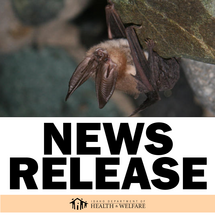 News Release photo of a cute bat hanging upside down.