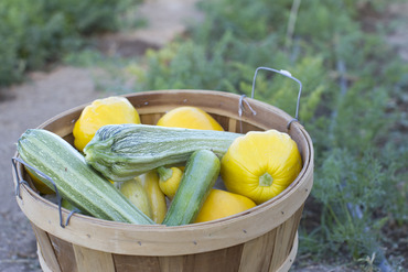 Veggies in a basket