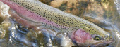 Steelhead