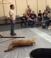 Hunt EXPO field dressing