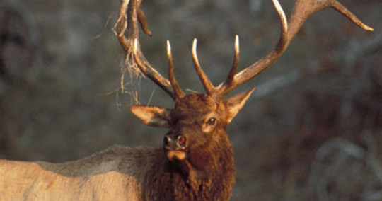bull elk with grass on antler