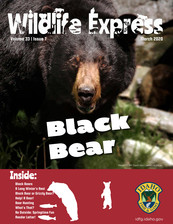 Wildlife Express Bears