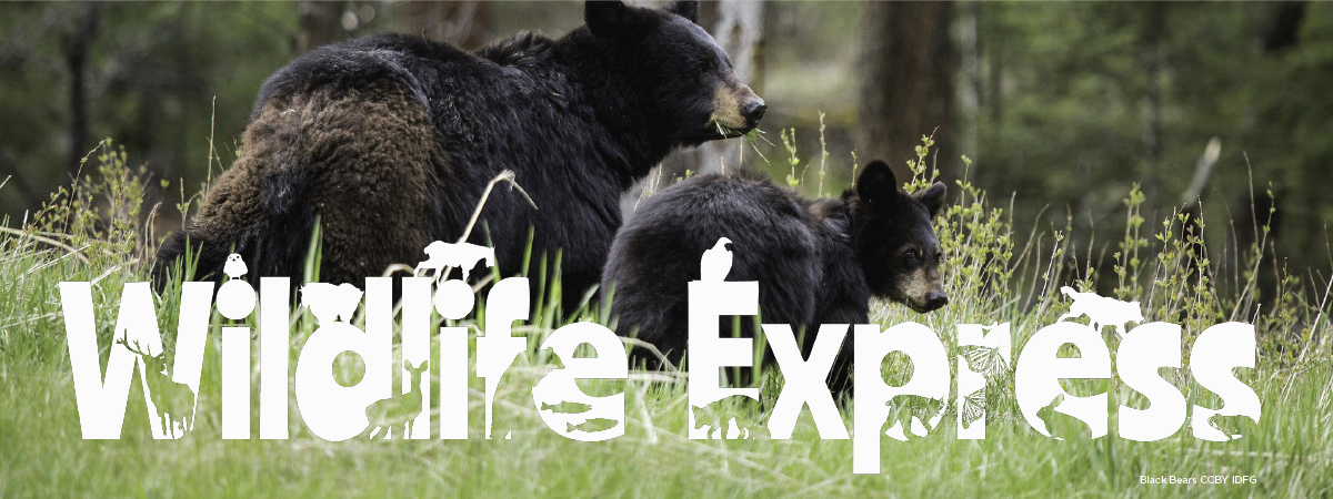 wildlife Express Black Bear