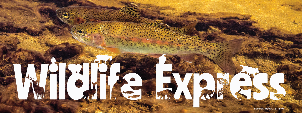 Wildlife Express Cutthroat Trout