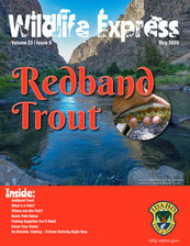 Wildlife Express May 2020 Redband Trout