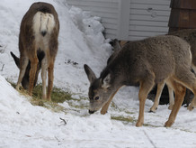 Deer feeding on hay