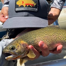 westslope cutthroat slam koenig