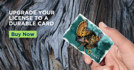 Hard Card Turkey
