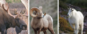 Moose, Goat & Sheep