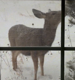 Mule deer browsing in yard