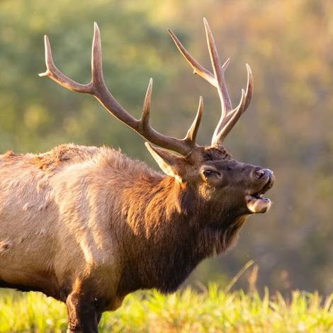 mathew-schwartz-rtt0uk8fkr8-unsplash elk bugle