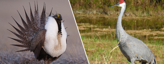 sage grouse sandhill crane banner
