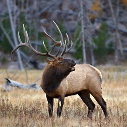 trophy bull elk bugle