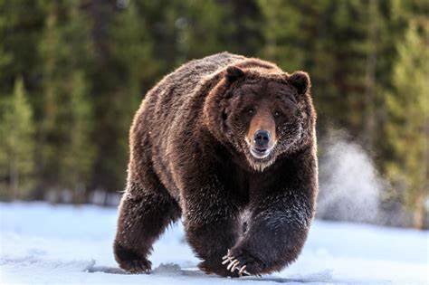 Grizzly Bear 2