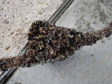 Quagga Mussels