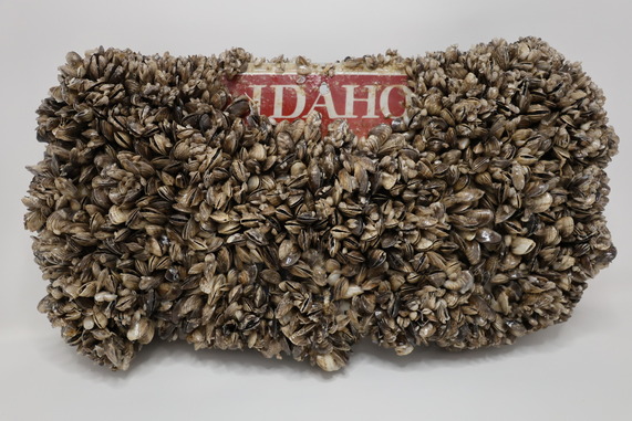 Quagga Mussels 2