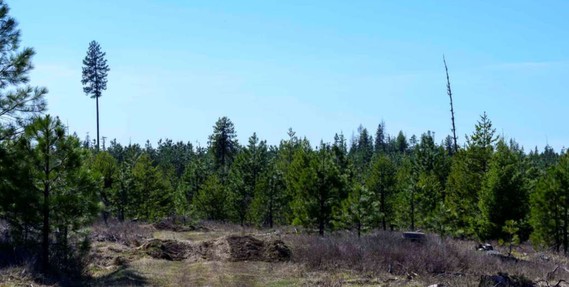 Future Endomment Land