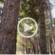 Tamarack Forest Image