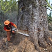 ALC Endowment Logging Photo