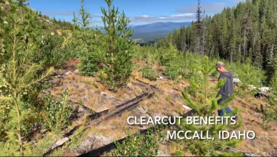 clearcut