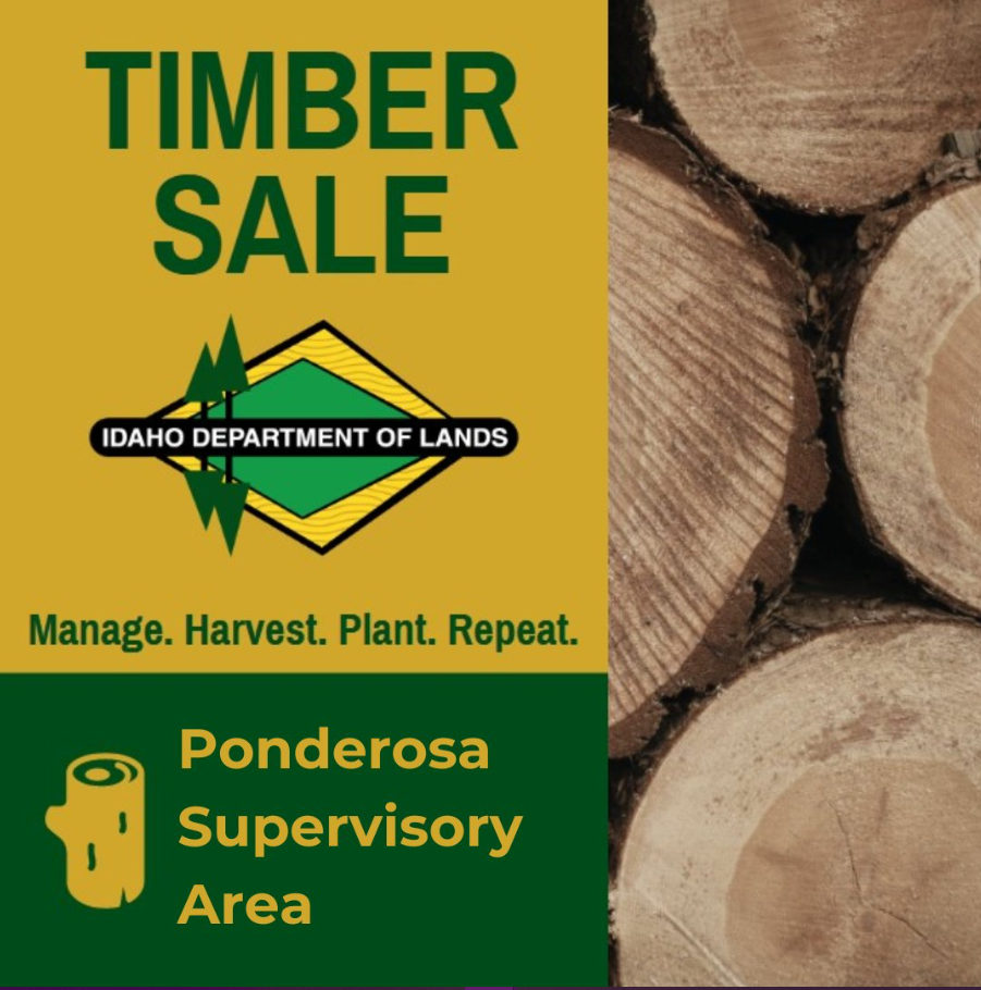 timber sale