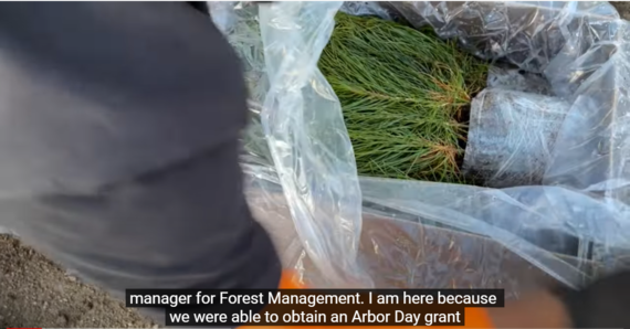 Packer John Seedlings