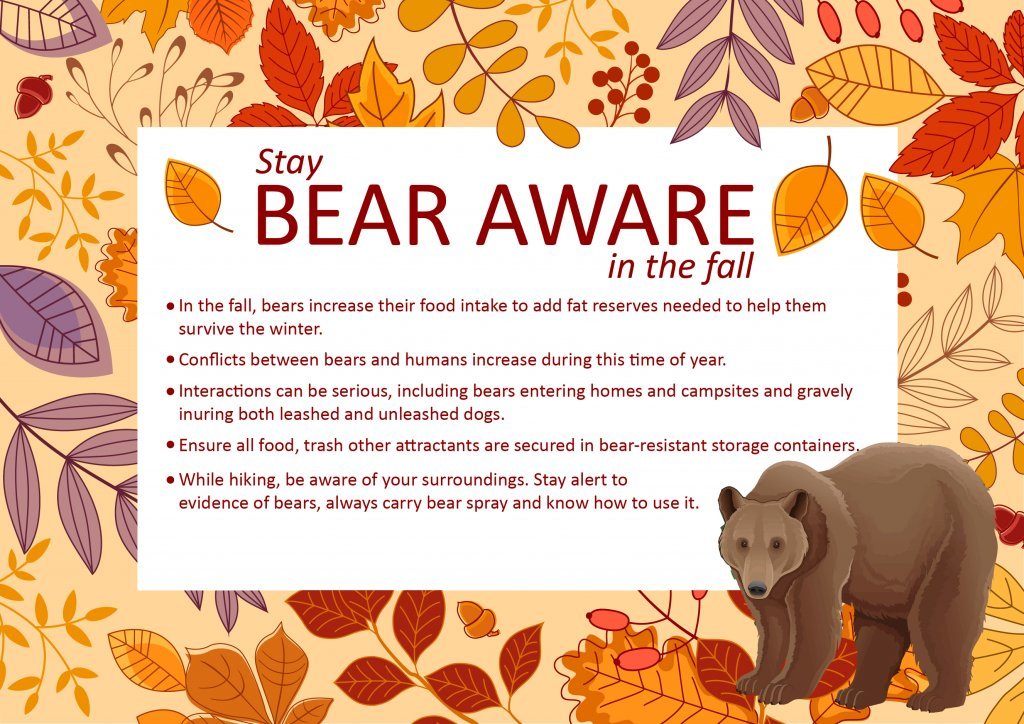 Stay Bear Aware in the Fall