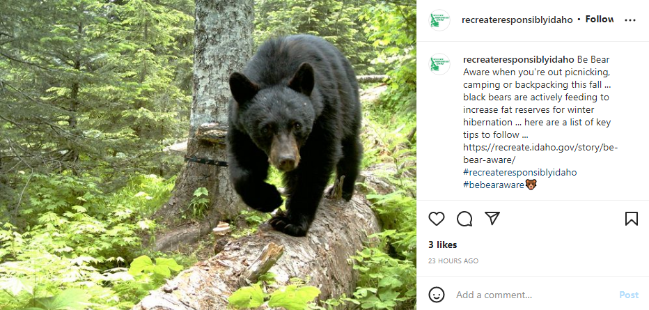 be bear aware instagram post