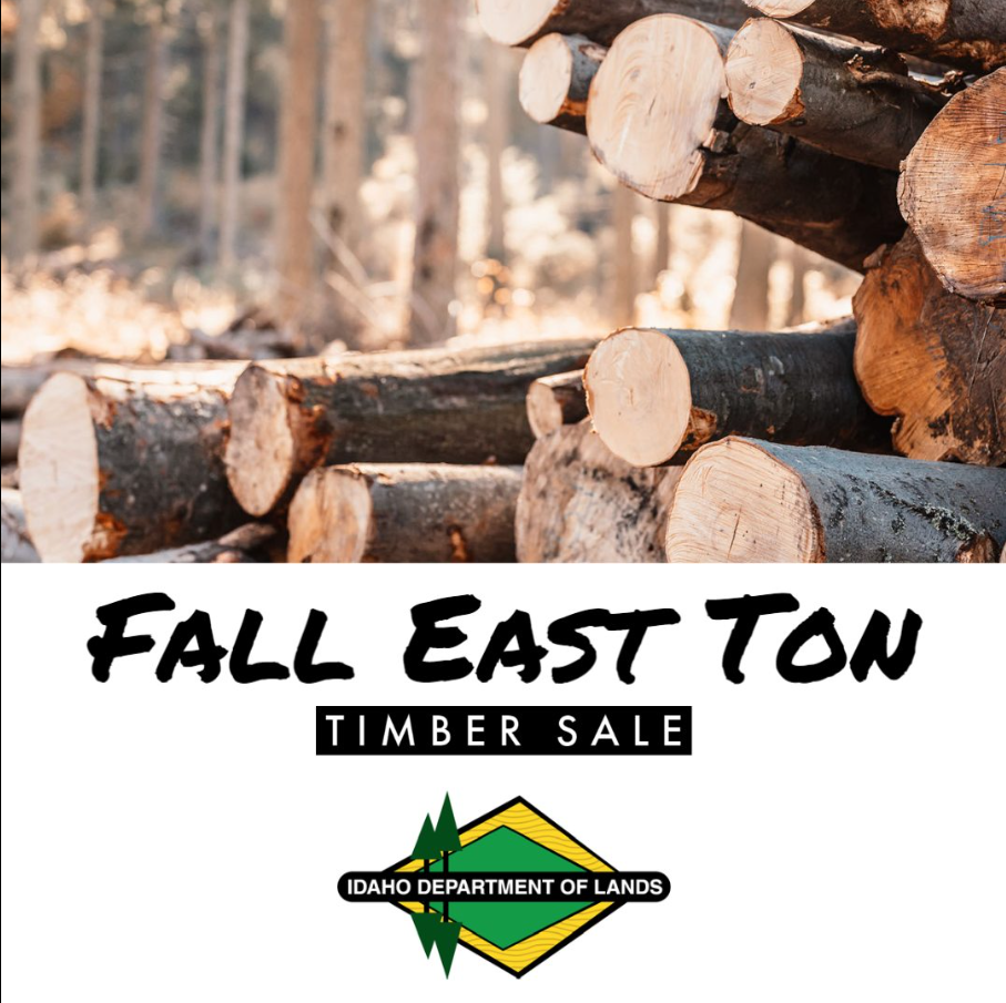 timber sale