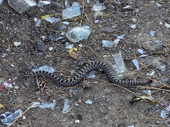 Rattler amongst the trash