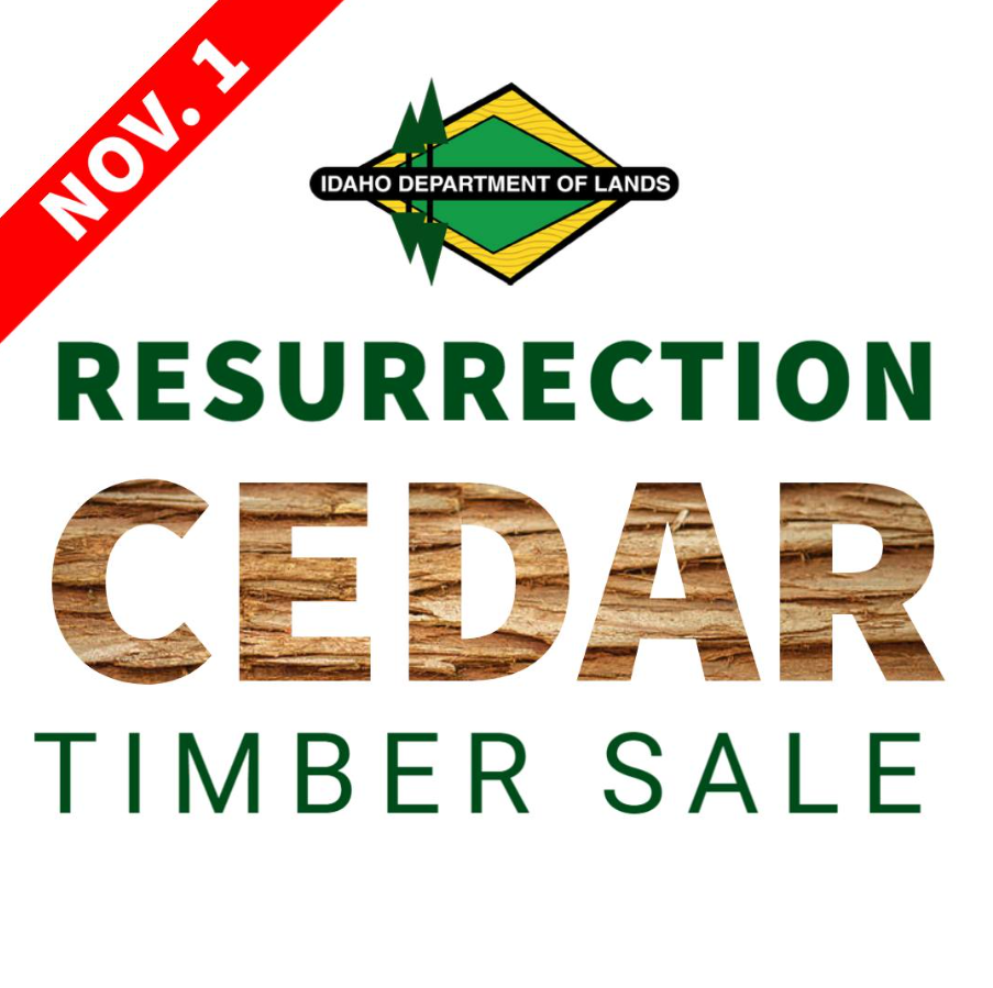 Resurrection Cedar timber sale 