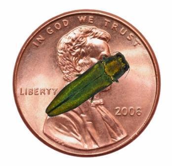 Emerald Ash Borer compared to a Penny