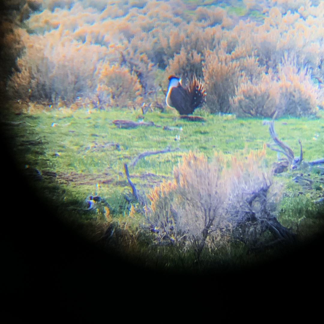 Sage Grouse Lek in the Owyhees - Photo with Phone and Binoculars