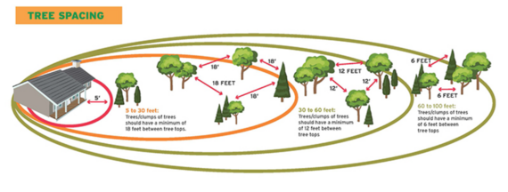 tree spacing