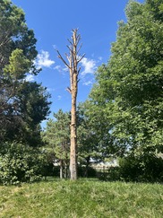 Habitat tree 3