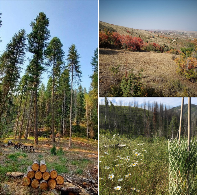 forestry & fire grants