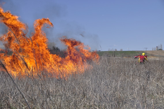 Roswell Marsh Prescribed burn_3