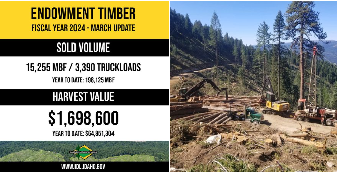 Endowment timber monthly report
