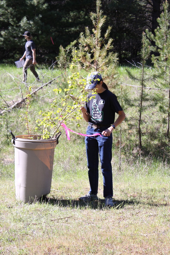 tree examination