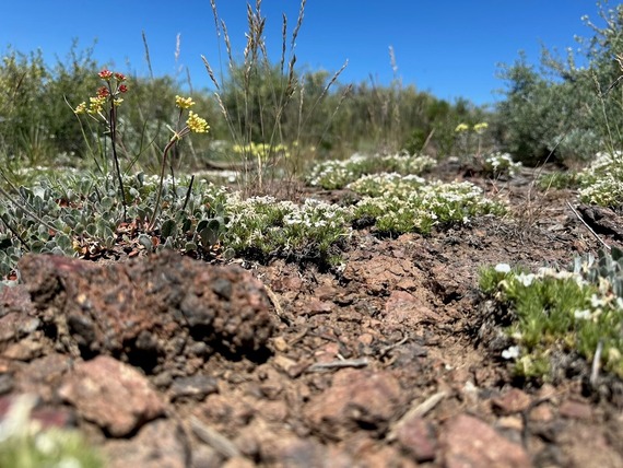 Flowers in the desert