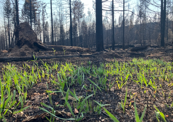 Grasses return at the Sunset Fire