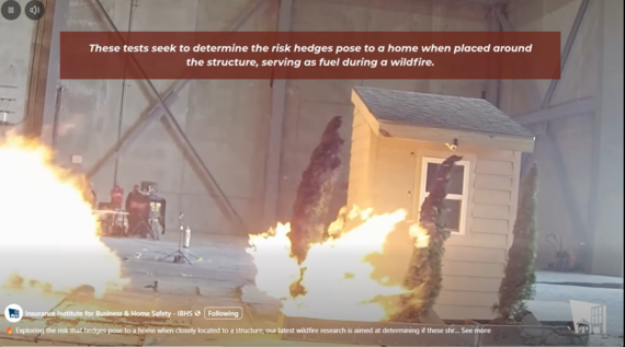 Wildfire risks from hedges planted by homes