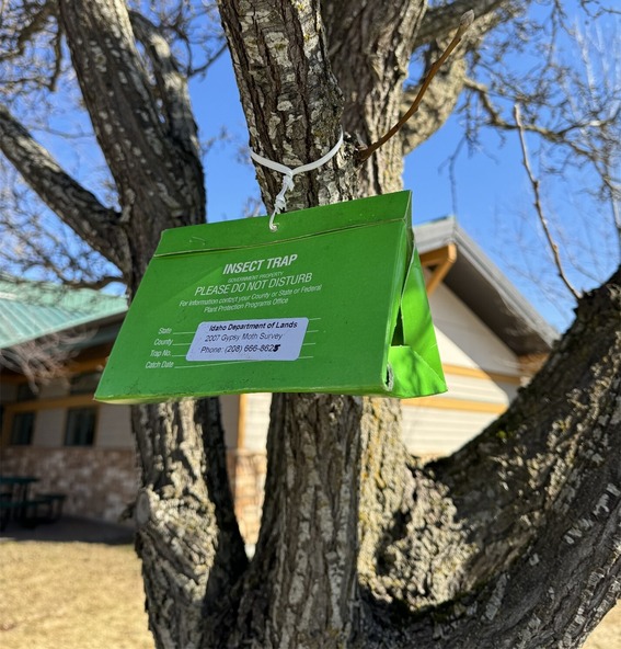 Spongy moth monitoring trap
